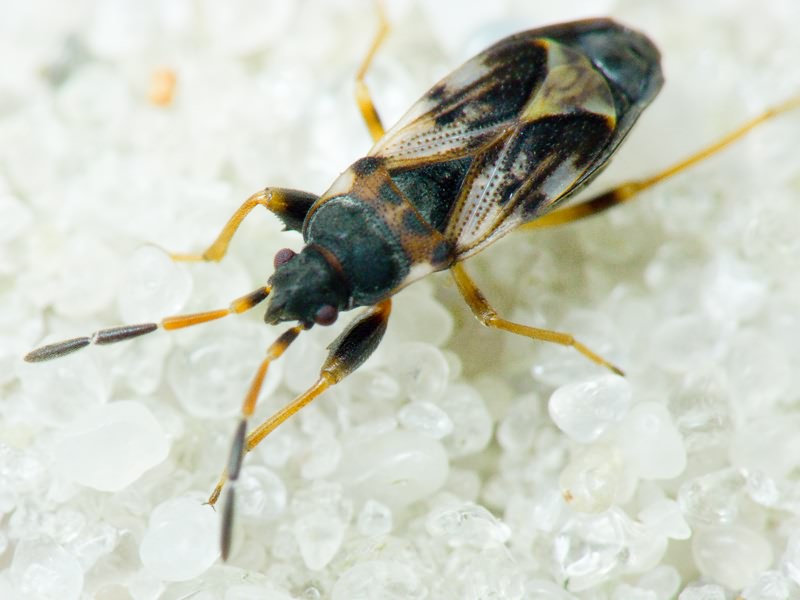 Scolopostethus Fieber, 1860